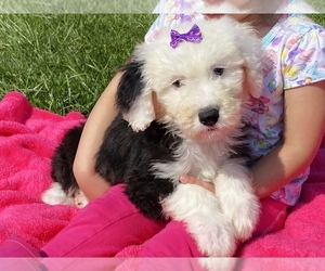 Sheepadoodle Puppy for sale in COSHOCTON, OH, USA