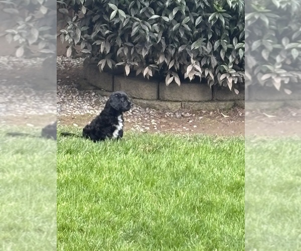 Medium Photo #15 Cavachon Puppy For Sale in OLYMPIA, WA, USA