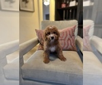 Small Photo #5 Cavapoo Puppy For Sale in LAS VEGAS, NV, USA