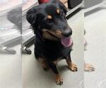 Small Border-Aussie