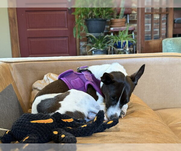 Medium Photo #6 Rat Terrier Puppy For Sale in East Derry, NH, USA