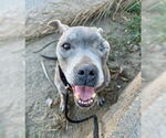 Small #3 American Pit Bull Terrier Mix
