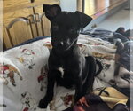Small Mutt