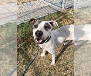 American Pit Bull Terrier Dogs for adoption in Corpus Christi, TX, USA