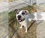 CLAIRE - Female American Pit Bull Terrier Dog for Adoption - Small photo