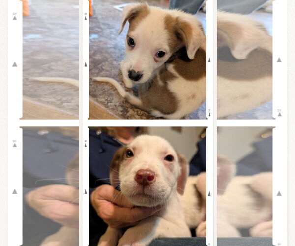 Medium Photo #3 Mutt Puppy For Sale in White Bluff, TN, USA