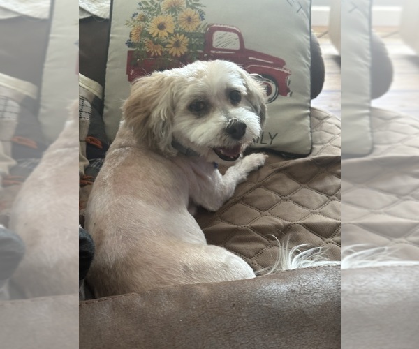 Medium Photo #1 Havanese Puppy For Sale in Wellsville, MO, USA
