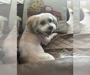 Havanese Dog for Adoption in Wellsville, Missouri USA