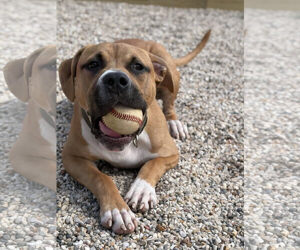 Medium Photo #6 Mutt Puppy For Sale in Jefferson, WI, USA