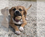 Small #5 Mutt