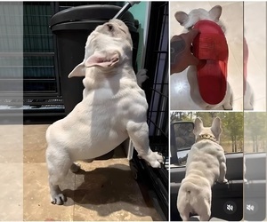 Father of the French Bulldog puppies born on 01/02/2025