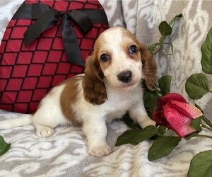Dachshund Puppy for sale in SHILOH, OH, USA