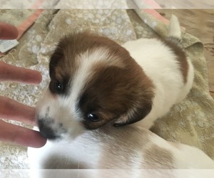 Chiweenie Puppy for sale in WINTER PARK, FL, USA