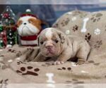 Small #2 English Bulldog