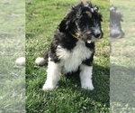 Small Photo #21 Bernedoodle Puppy For Sale in BOWLING GREEN, KY, USA