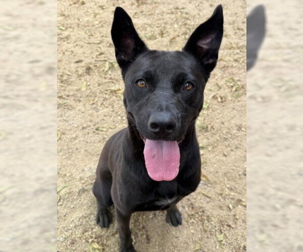 Medium Photo #2 German Shepherd Dog-Unknown Mix Puppy For Sale in Redlands, CA, USA