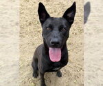 Small #1 German Shepherd Dog Mix