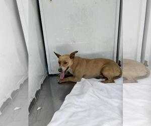 Mutt Dogs for adoption in Martinez, CA, USA