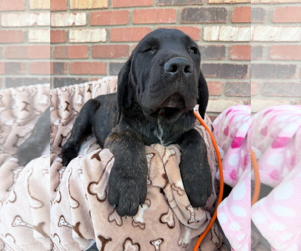 Medium Photo #1 Mutt Puppy For Sale in Goodyear, AZ, USA