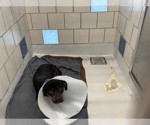 American Staffordshire Terrier-Unknown Mix Dogs for adoption in Grand Prairie, TX, USA