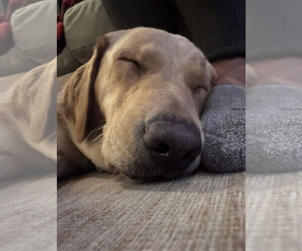 Medium Photo #8 Labrador Retriever Puppy For Sale in Fort Worth, TX, USA