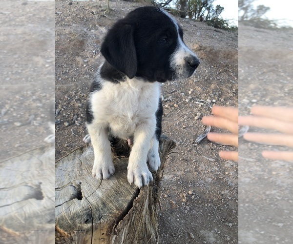 Medium Photo #16 Great Pyredane Puppy For Sale in KINGMAN, AZ, USA