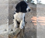 Small Photo #16 Great Pyredane Puppy For Sale in KINGMAN, AZ, USA