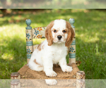 Puppy Checkers Cocker Spaniel