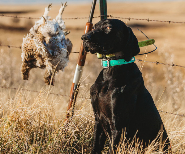 Medium Photo #1 German Shorthaired Pointer Puppy For Sale in LINCOLN, NE, USA