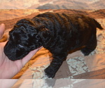 Small Photo #7 Goldendoodle Puppy For Sale in BYRON, GA, USA