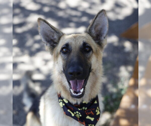 Medium Photo #1 German Shepherd Dog-Unknown Mix Puppy For Sale in San Antonio, TX, USA