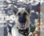 Small German Shepherd Dog Mix