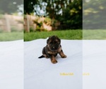 Small Photo #4 German Shepherd Dog Puppy For Sale in ROCKFORD, MI, USA