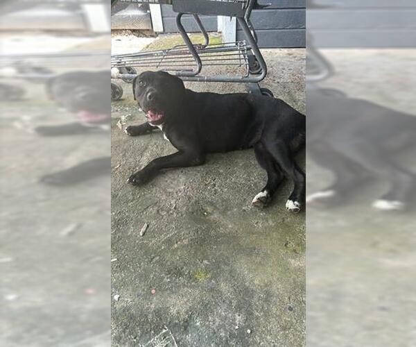 Medium Photo #1 Labrador Retriever Puppy For Sale in Houston, TX, USA