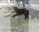 Small Labrador Retriever