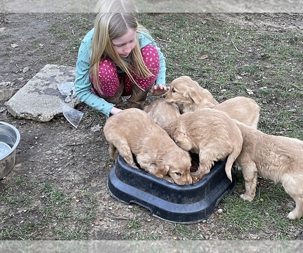 Medium Photo #14 Golden Retriever Puppy For Sale in WOODSTOCK, CT, USA