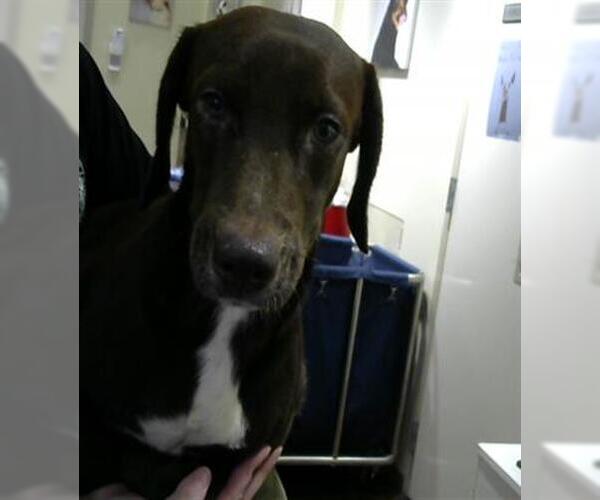 Medium Photo #1 Dachshund-Weimaraner Mix Puppy For Sale in Pasadena, TX, USA
