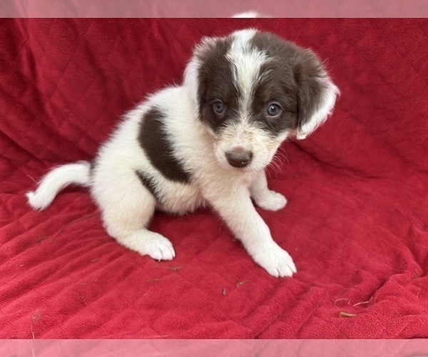 Medium Photo #29 Borador Puppy For Sale in MARION, VA, USA