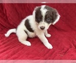 Puppy Timmy Borador
