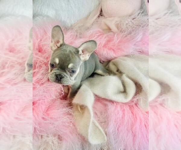Medium Photo #3 French Bulldog Puppy For Sale in TAMPA, FL, USA