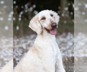 Mother of the Goldendoodle puppies born on 08/22/2025