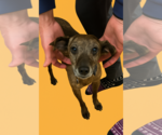 Small Feist Terrier Mix