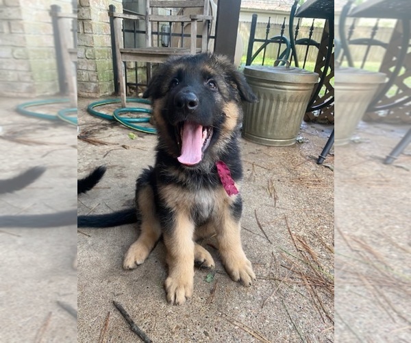 Medium Photo #11 German Shepherd Dog Puppy For Sale in CYPRESS, TX, USA