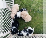 Puppy Puppy 5 Cavapoo (Miniature)