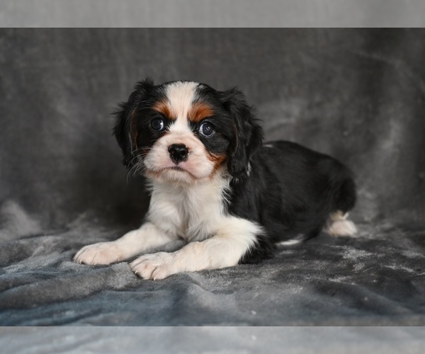 Medium Photo #3 Cavalier King Charles Spaniel Puppy For Sale in MILLERSBURG, OH, USA