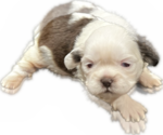 Puppy 1 Shih Tzu