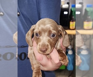 Dachshund Puppy for sale in SHELBYVILLE, IN, USA