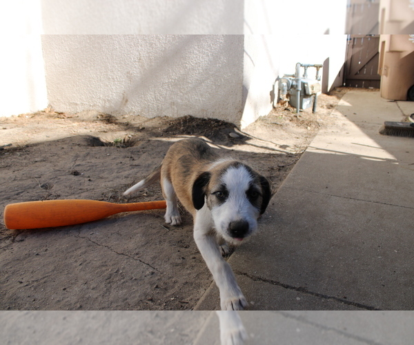 Medium Photo #4 Border-Aussie Puppy For Sale in CAMARILLO, CA, USA