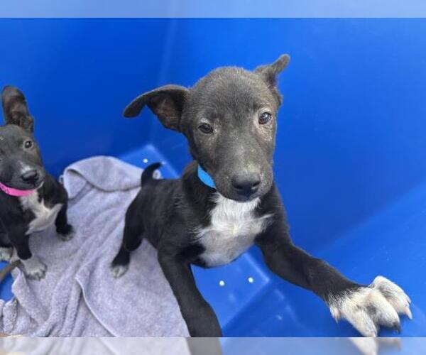 Medium Photo #1 Parson Russell Terrier-Unknown Mix Puppy For Sale in Visalia, CA, USA