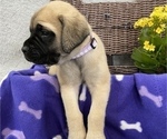 Small Photo #3 Mastiff Puppy For Sale in BRUCETON MILLS, WV, USA